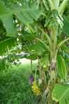 Eine Bananenpflanze in Makululu