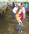 Guatemala: Maedchen mit Nutzvieh